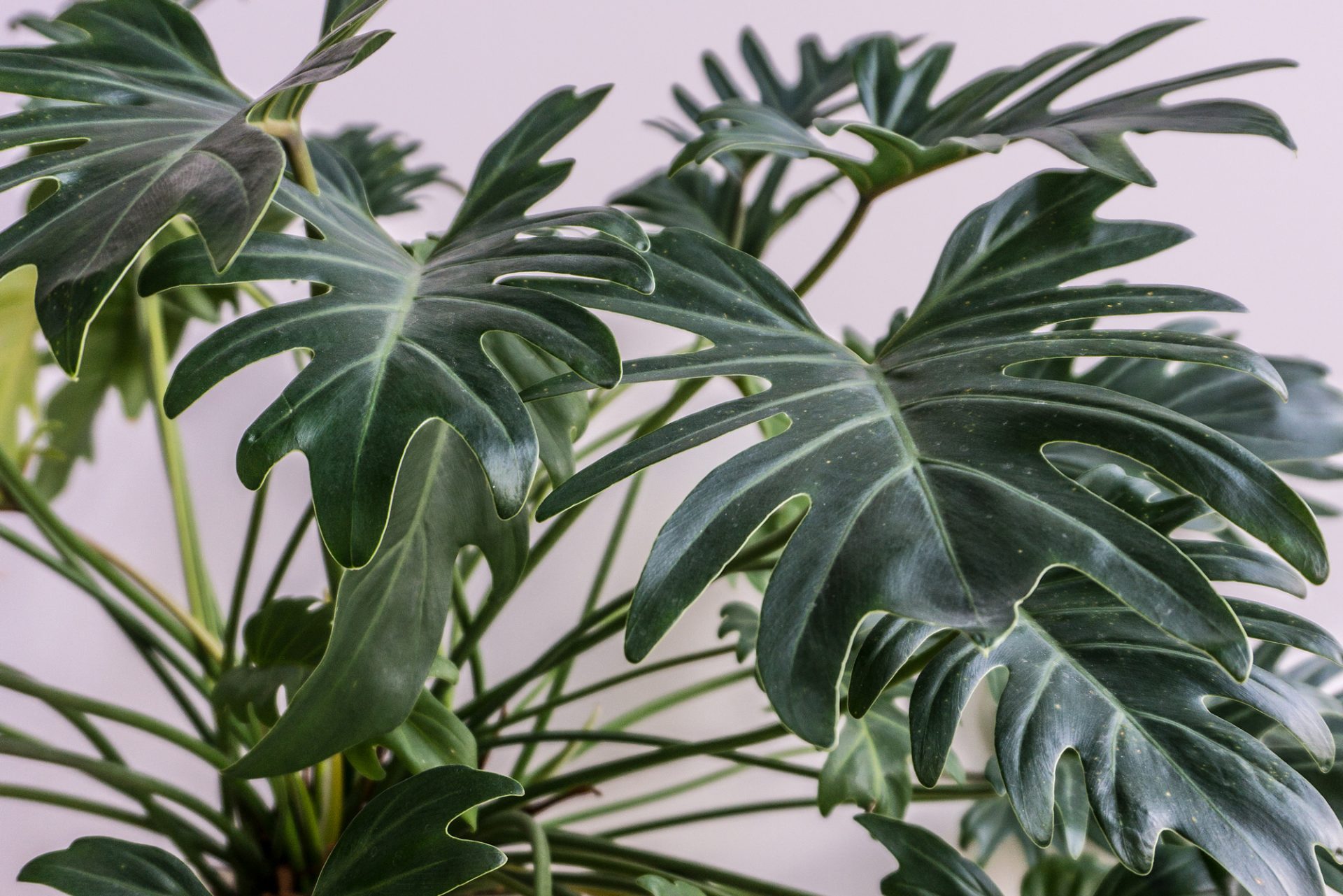 Voorouder Habitat onderwerp Tropische planten – Kamerplanten — Nada